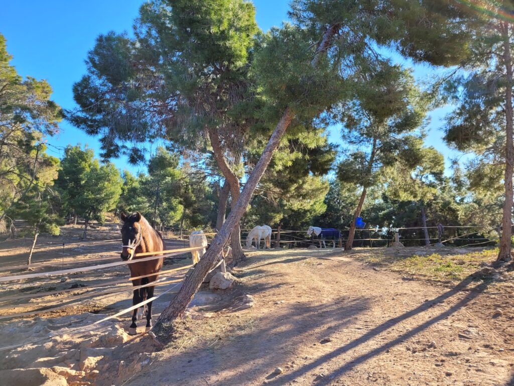 Un caballo en las instalaciones de la Hípica Rueda, centro ecuestre de Náquera (Valencia)